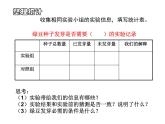 教科小学科学五上《1.3、观察绿豆芽的生长》PPT课件(3)