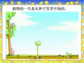教科小学科学五上《1.1、种子发芽实验（一）》PPT课件(4)