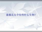 教科小学科学五上《1.5、食物链和食物网》PPT课件(13)