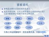 教科小学科学五上《1.5、食物链和食物网》PPT课件(13)