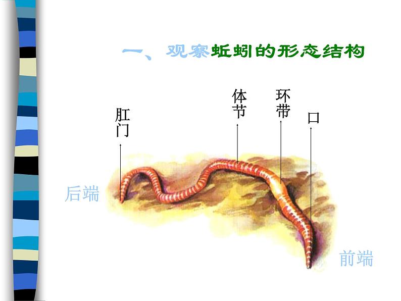 教科小学科学三上《2.4、蚯蚓》PPT课件04