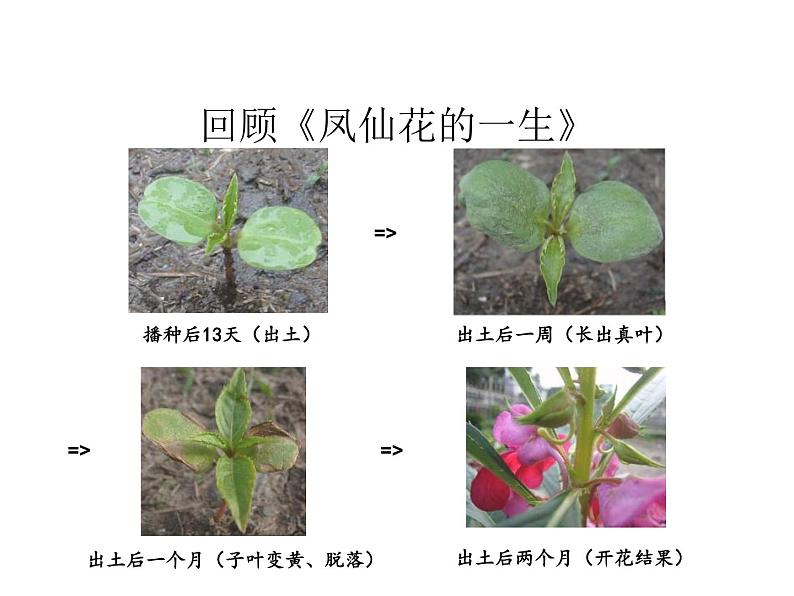 种子发芽实验（一）PPT课件免费下载02