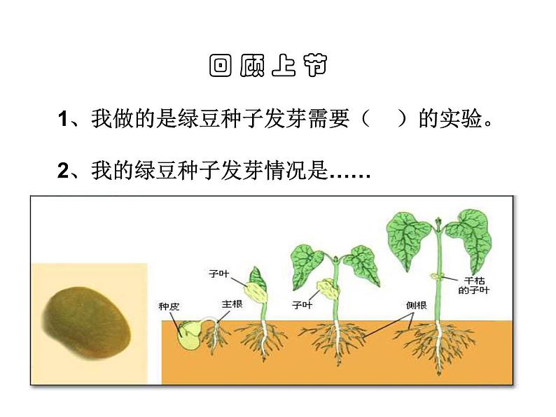 种子发芽实验（二）PPT课件免费下载02