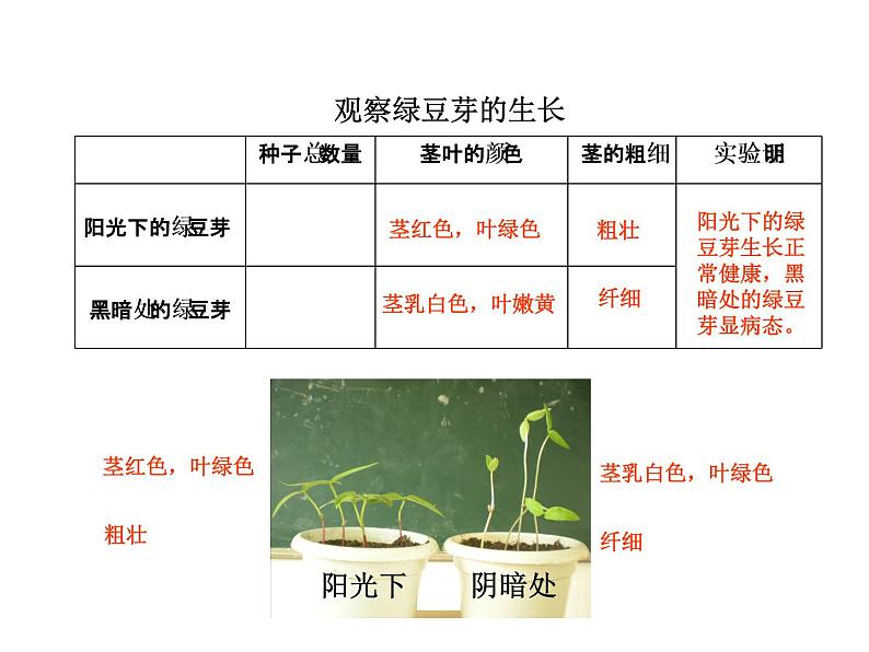 教科版科学五上1.3《观察绿豆芽的生长》ppt课件第5页