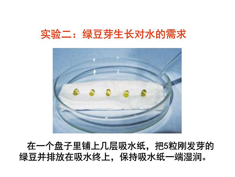 教科版科学五上1.3《观察绿豆芽的生长》ppt课件第8页