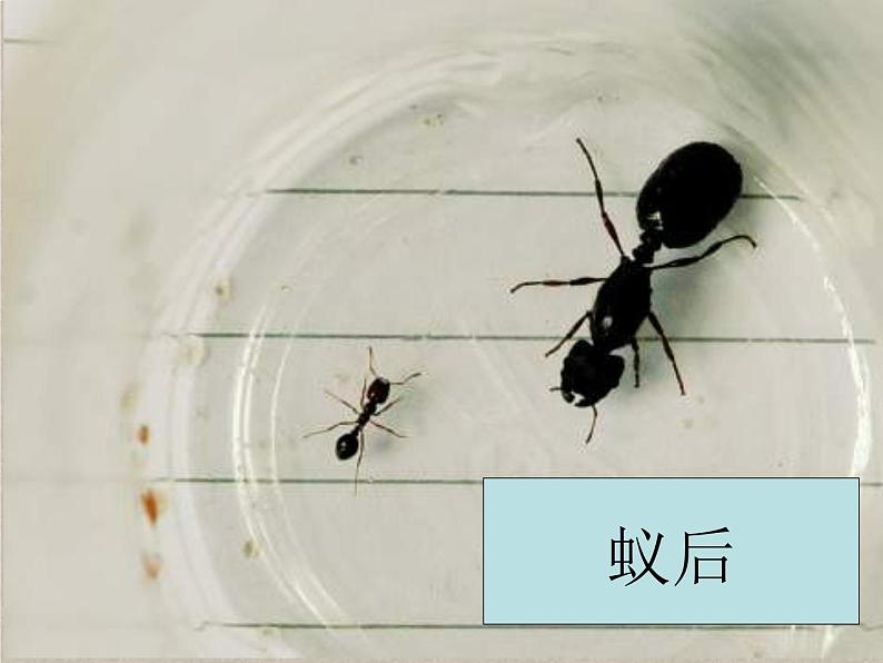 教科小学科学三上《2.5、蚂蚁》PPT课件第6页