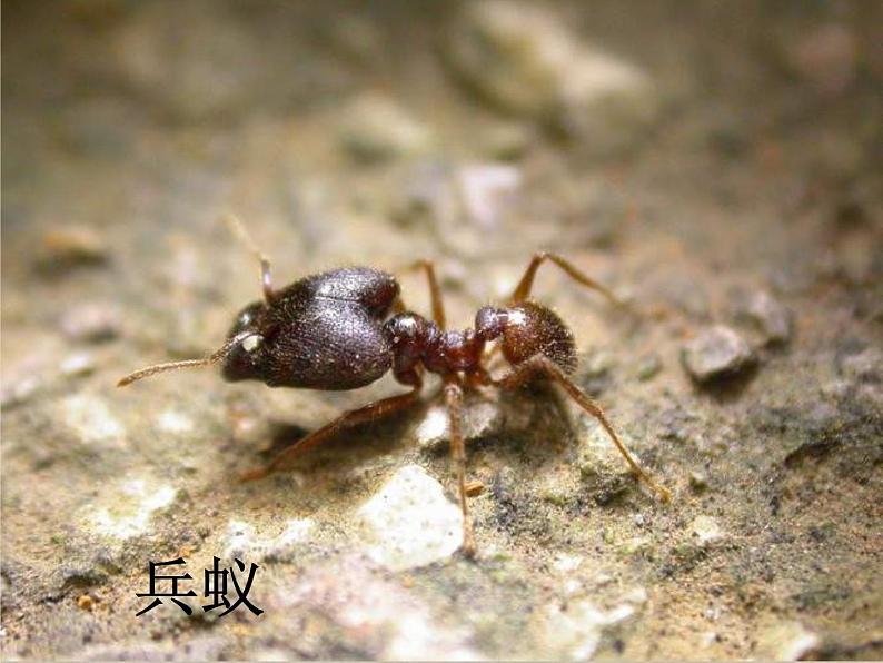 教科小学科学三上《2.5、蚂蚁》PPT课件第7页