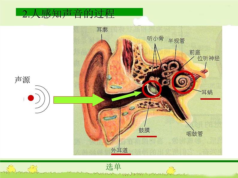 教科小学科学四上《4、我们是怎样听到声音的》PPT课件05