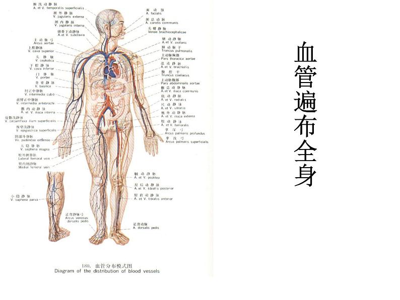 教科小学科学四上《4.1、身体的结构》PPT课件第3页