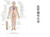 教科小学科学四上《4.1、身体的结构》PPT课件
