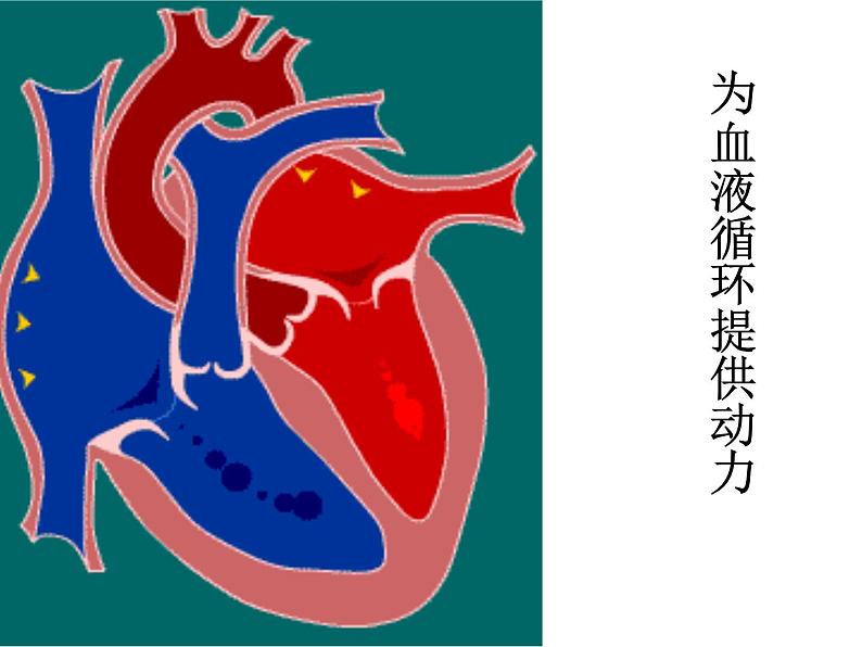 教科小学科学四上《4.1、身体的结构》PPT课件第5页