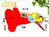 教科小学科学四上《4、我们是怎样听到声音的》PPT课件