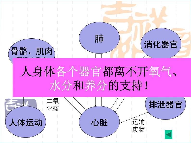 相互协作的人体器官PPT课件免费下载03