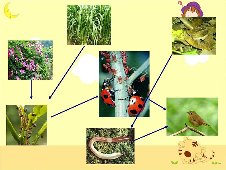 教科小学科学五上《1.5、食物链和食物网》PPT课件(6)05