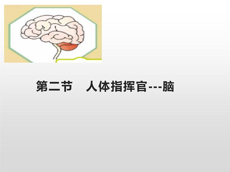 人体指挥部——脑PPT课件免费下载01