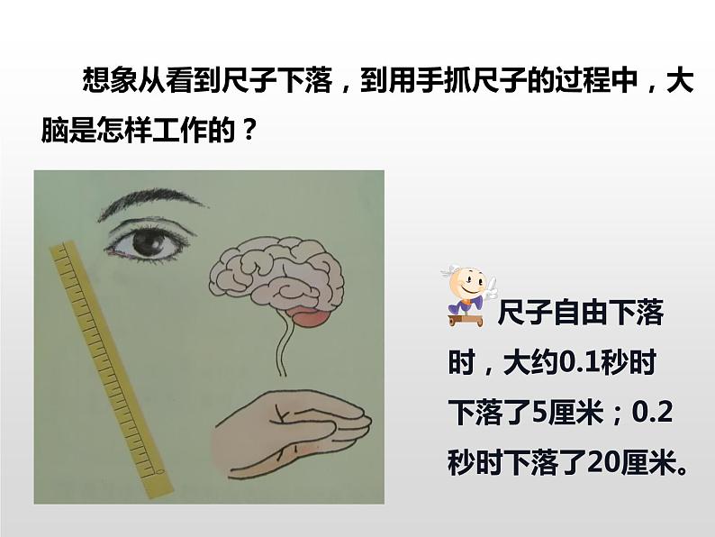 人体指挥部——脑PPT课件免费下载05