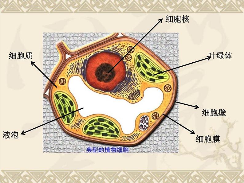 教科小学科学六下《1.7、用显微镜观察身边的生命世界（三）》PPT(7)课件第4页