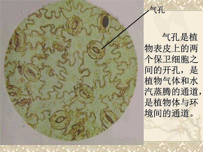 教科小学科学六下《1.7、用显微镜观察身边的生命世界（三）》PPT(7)课件第5页