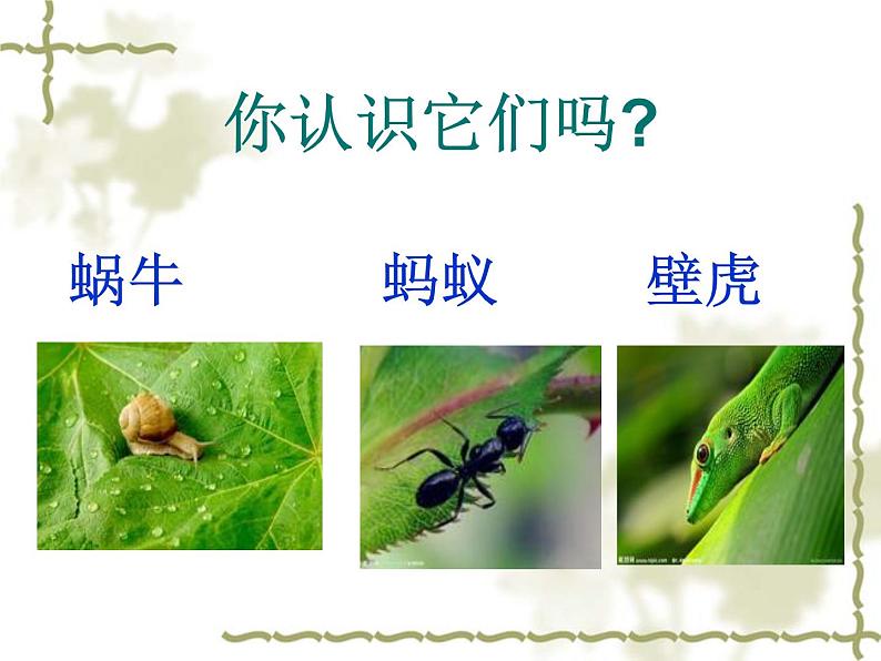 青岛小学科学三上《3 我们身边的动植物》PPT (5)课件第6页