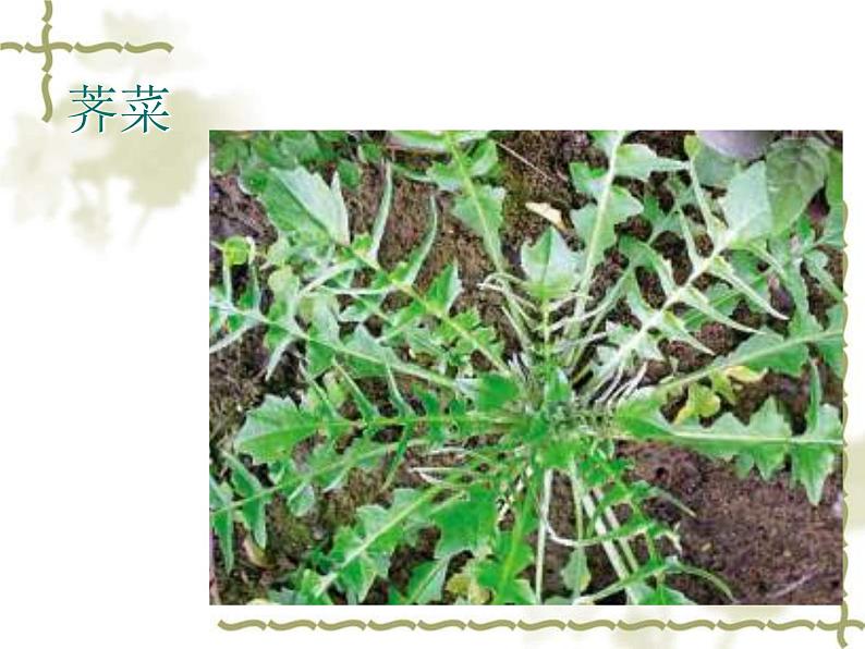 青岛小学科学三上《3 我们身边的动植物》PPT (7)课件第8页