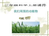 青岛小学科学三上《3 我们身边的动植物》PPT (3)课件