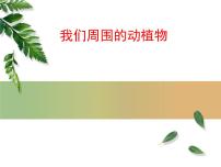 科学三年级上册3 我们身边的动植物授课ppt课件