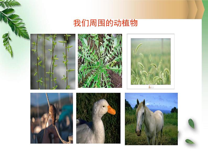 青岛小学科学三上《3 我们身边的动植物》PPT (1)课件第6页