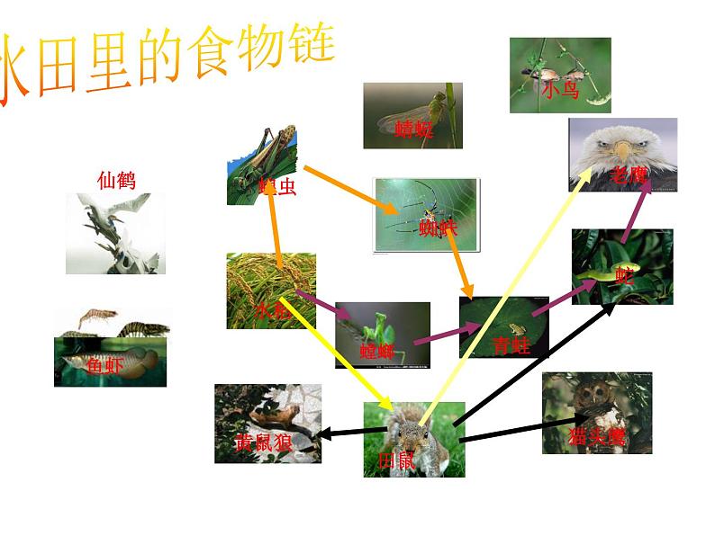 青岛小学科学四下《19 密切联系的生物界》PPT课件06