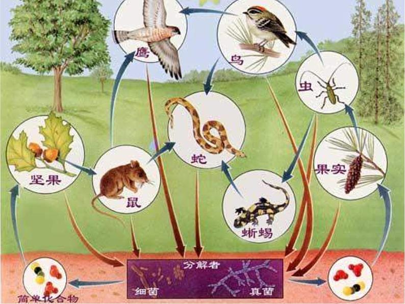 青岛小学科学四下《19 密切联系的生物界》PPT课件 (16)05