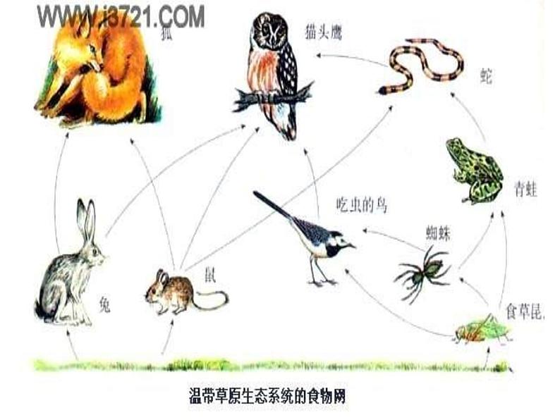 青岛小学科学四下《19 密切联系的生物界》PPT课件 (16)07