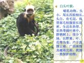 青岛小学科学四下《20 珍稀动植物》PPT课件 (10)