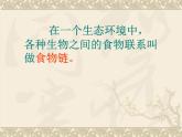 青岛小学科学四下《19 密切联系的生物界》PPT课件 (17)