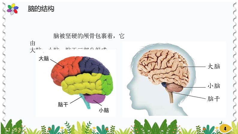 苏教版科学五年级上册19.《我们的大脑》（课件）04