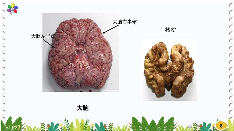 苏教版科学五年级上册19.《我们的大脑》（课件）08