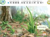 蘇教版（2017）一年級上冊科學(xué) 第二單元 用感官觀察《認(rèn) 識(shí) 感 官》課件