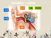 苏教版四年级上册 科学第三单元 奇妙的声音王国《我们是怎样听到声音的》课件