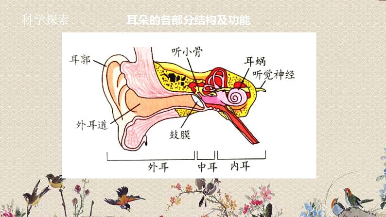 苏教版四年级上册 科学第三单元 奇妙的声音王国《我们是怎样听到声音的》课件第7页