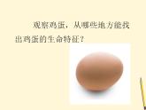 6.动物的卵课件PPT