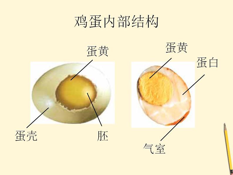 6.动物的卵课件PPT第7页