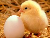 6,7动物的卵课件PPT
