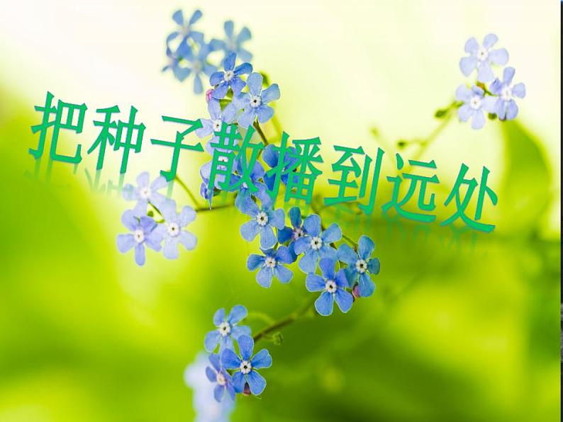 4.把种子散播到远处课件PPT01
