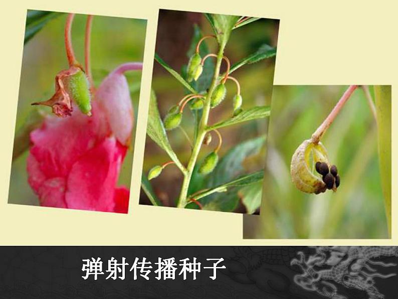 4.把种子散播到远处课件PPT04