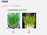 青岛版科学二年级上册10.《植物和阳光》课件