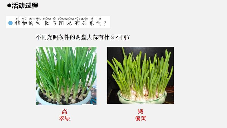 青岛版科学二年级上册10.《植物和阳光》课件02