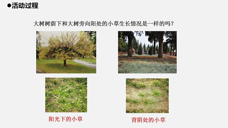 青岛版科学二年级上册10.《植物和阳光》课件03