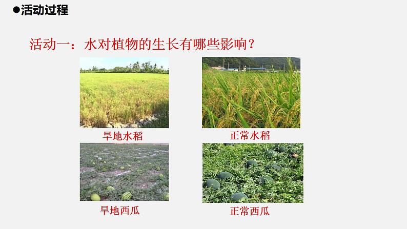 青岛版科学二年级上册11.《植物和水》课件03