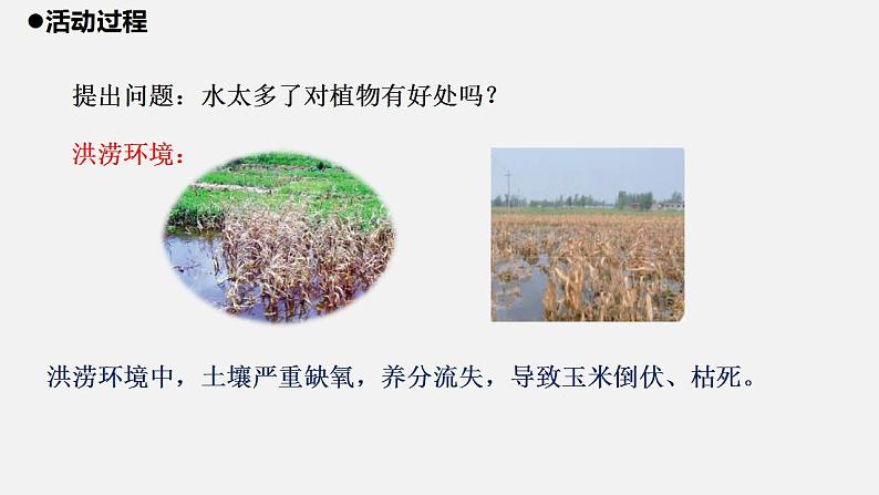 青岛版科学二年级上册11.《植物和水》课件04