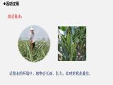 青岛版科学二年级上册11.《植物和水》课件