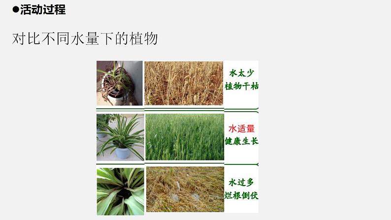 青岛版科学二年级上册11.《植物和水》课件06