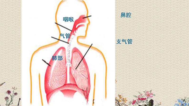 苏教版五年级上册 科学 第四单元 呼吸和血液循环 《肺和呼吸》课件第6页